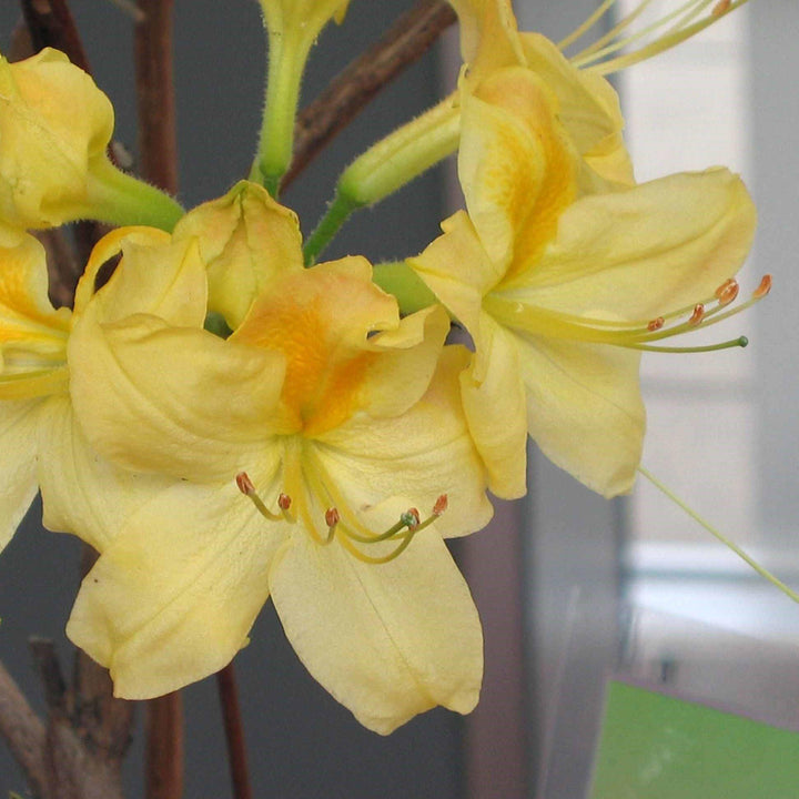 Rhododendron x kosteranum ~ Yellow Hybrid Azalea-ServeScape