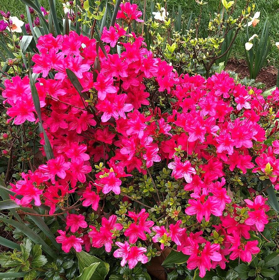 Azalea x kurume 'Hinodegiri' ~ Hinodegiri Azalea-ServeScape