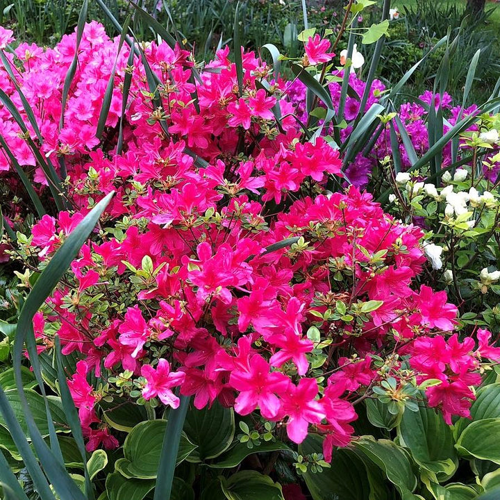 Azalea x kurume 'Hinodegiri' ~ Hinodegiri Azalea-ServeScape