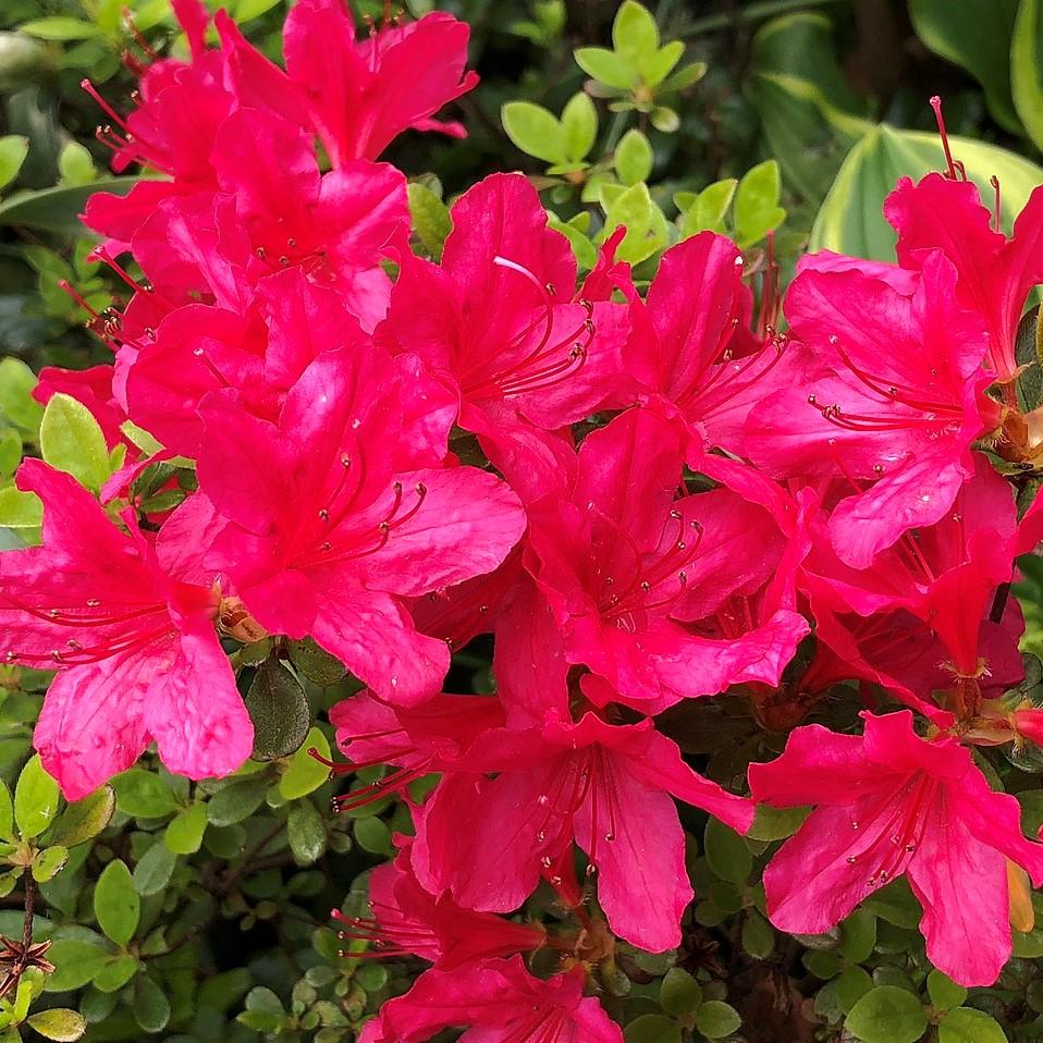 Azalea x kurume 'Hinodegiri' ~ Hinodegiri Azalea-ServeScape