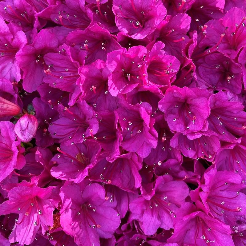 Azalea x kurume 'Mildred' ~ Mildred Azalea-ServeScape