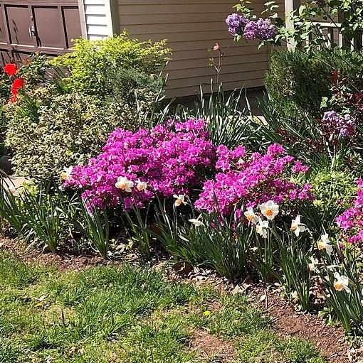 Azalea x kurume 'Mildred' ~ Mildred Azalea-ServeScape