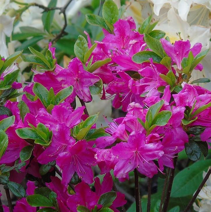 Azalea x kurume 'Mildred' ~ Mildred Azalea-ServeScape