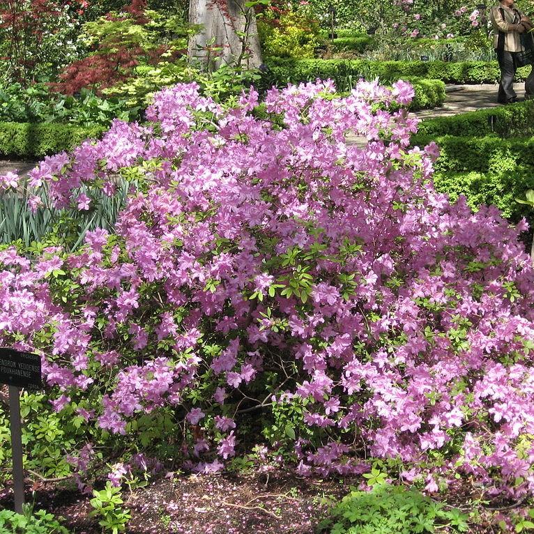 Rhododendron yedoense var. poukhanense ~ Korean Azalea-ServeScape