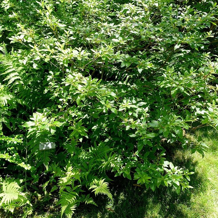 Rhododendron yedoense var. poukhanense ~ Korean Azalea-ServeScape