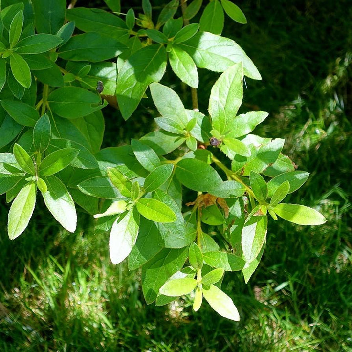 Rhododendron yedoense var. poukhanense ~ Korean Azalea-ServeScape