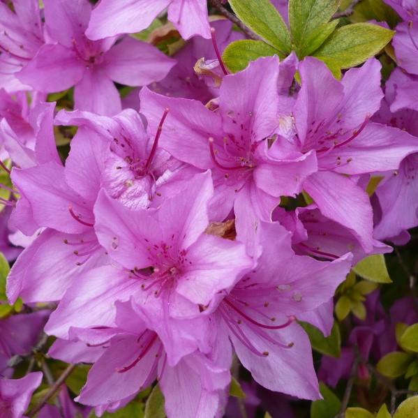 Rhododendron yedoense var. poukhanense ~ Korean Azalea-ServeScape