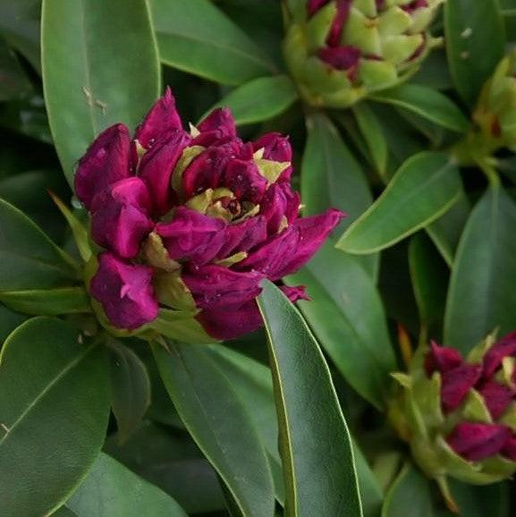 Rhododendron 'Anah Kruschke' ~ Anah Kruschke Azalea-ServeScape