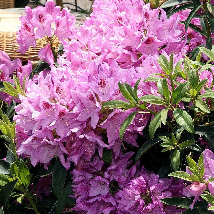 Rhododendron 'Anah Kruschke' ~ Anah Kruschke Azalea-ServeScape