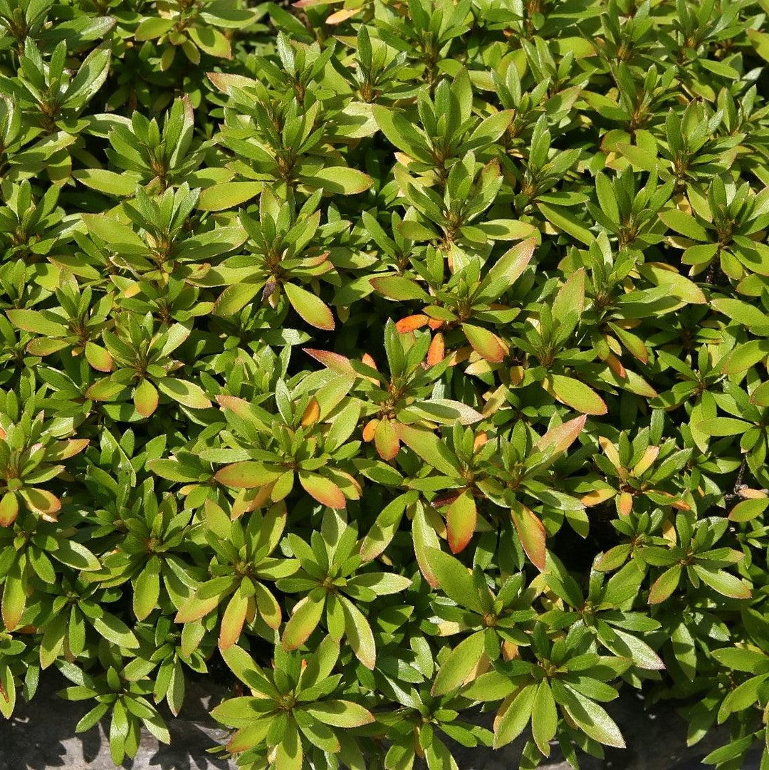 Rhododendron Chinzan' ~ Chinzan Satsuki Azalea-ServeScape