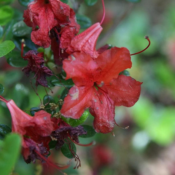Azalea x 'Trouper' ~ Trouper Azalea-ServeScape