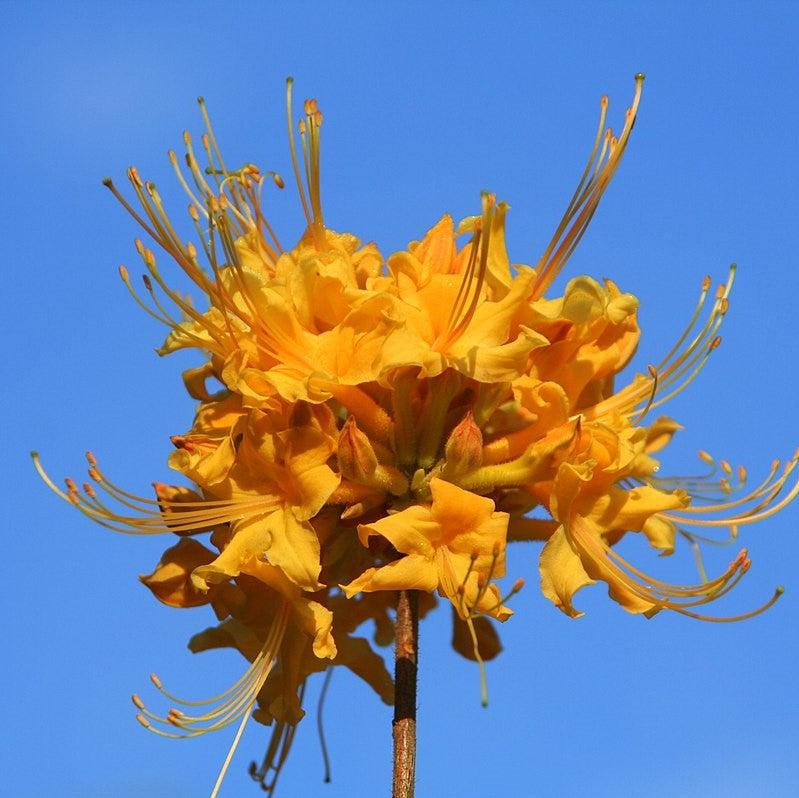 Rhododendron austrinum 'Cheerleader' ~ Cheerleader Flame Azalea-ServeScape