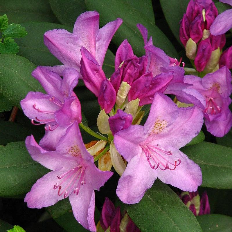 Rhododendron catawbiense ~ Catawba Rhododendron-ServeScape