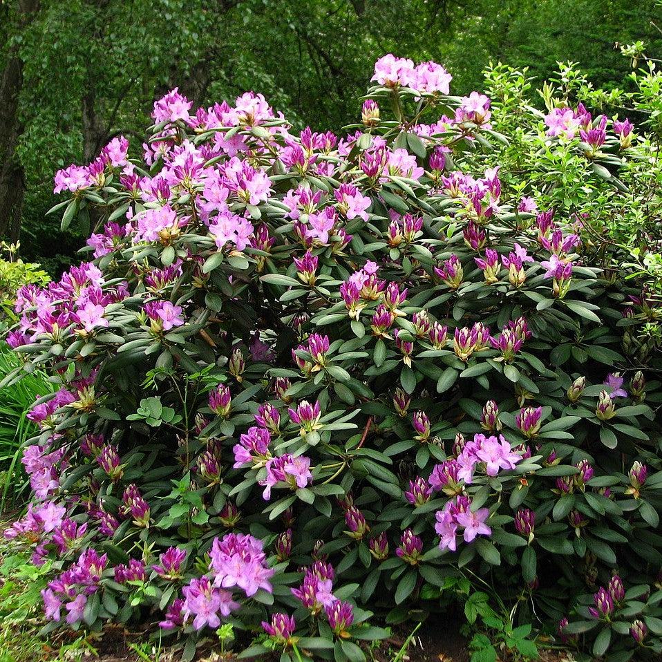 Rhododendron catawbiense ~ Catawba Rhododendron-ServeScape
