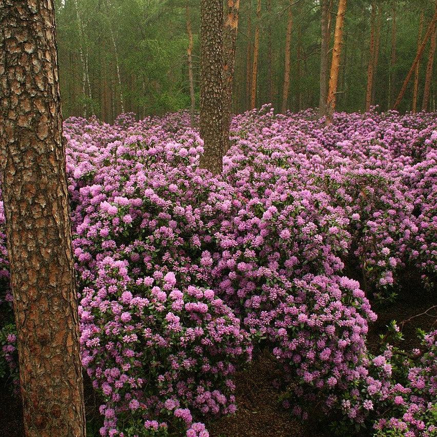 Rhododendron catawbiense ~ Catawba Rhododendron-ServeScape