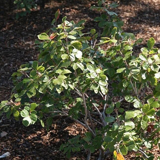 Rhus aromatica 'Gro-Low' ~ Gro-Low Fragrant Sumac-ServeScape