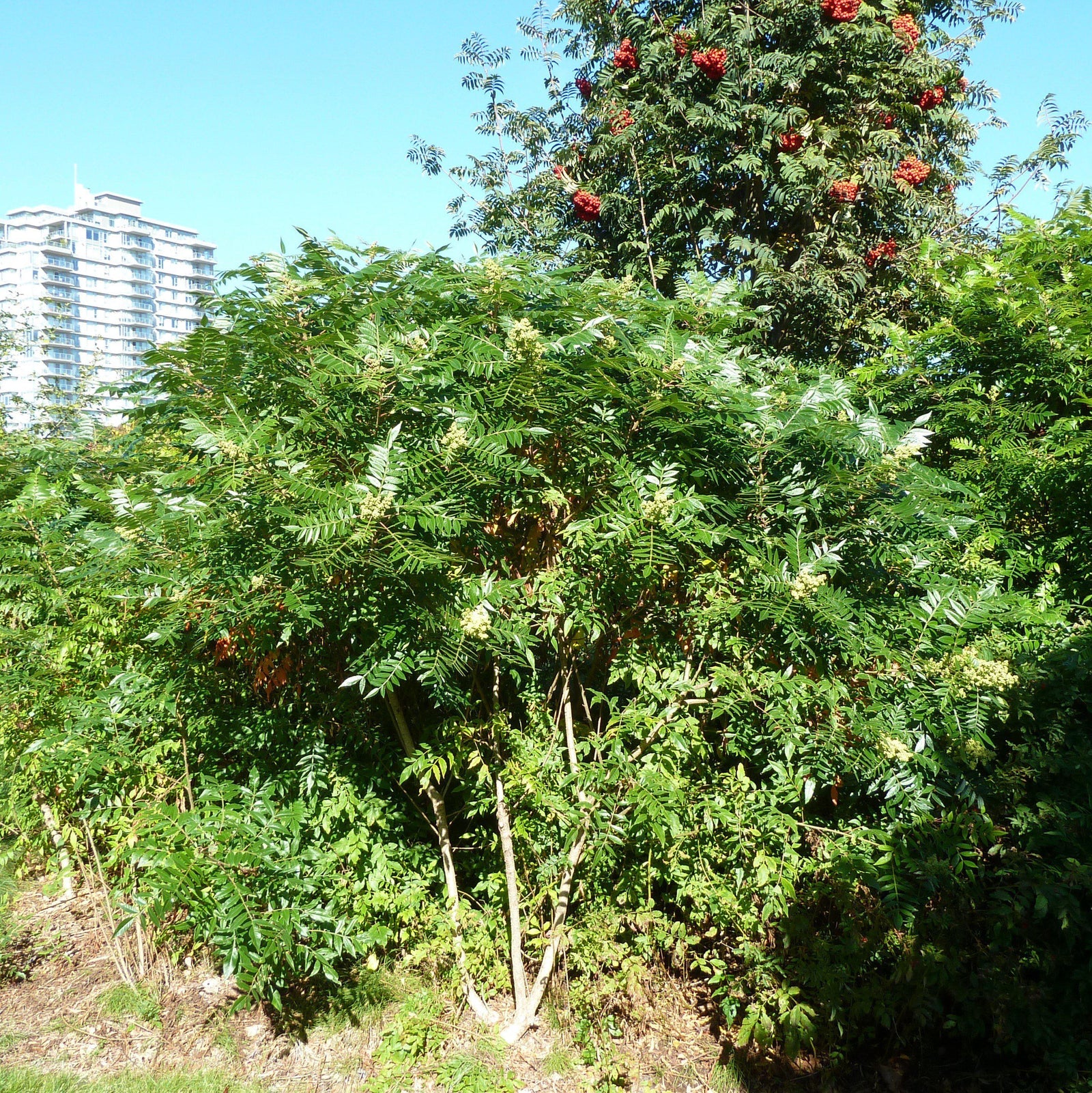 Rhus copallinum ~ Shining Sumac, Winged Sumac-ServeScape