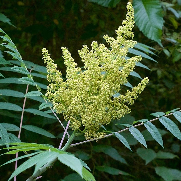 Rhus glabra ~ Smooth Sumac-ServeScape