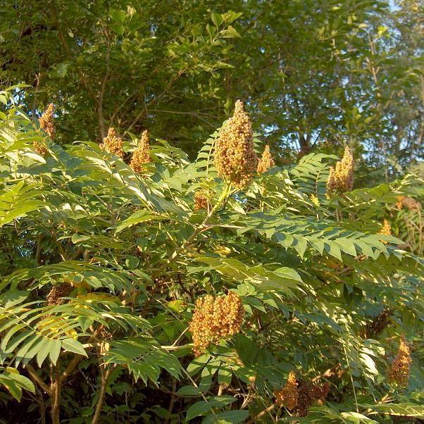 Rhus glabra ~ Smooth Sumac-ServeScape