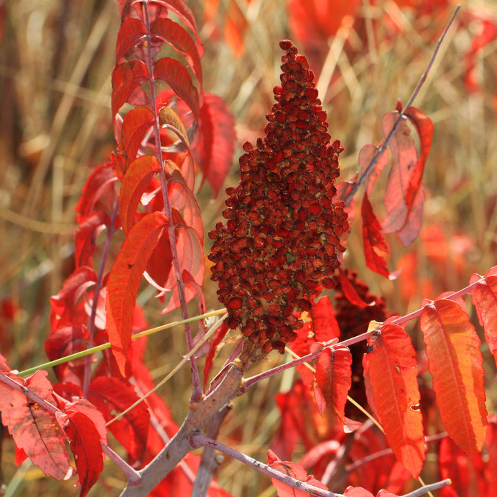 Rhus glabra ~ Smooth Sumac-ServeScape