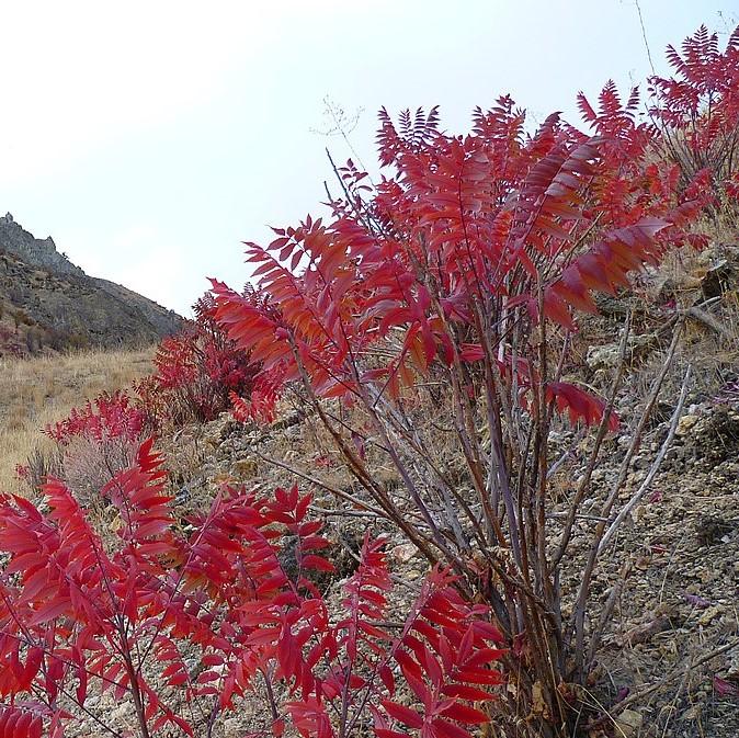 Rhus glabra ~ Smooth Sumac-ServeScape