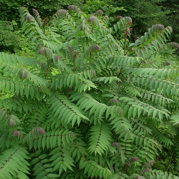 Rhus glabra ~ Smooth Sumac-ServeScape