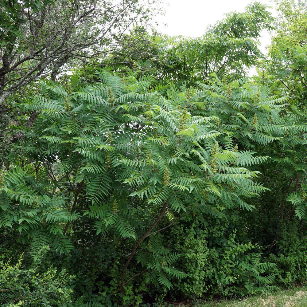 Rhus typhina ~ Staghorn Sumac-ServeScape