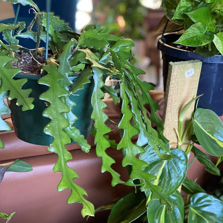 Cryptocereus anthonyanus ~ Ric Rac Cactus-ServeScape