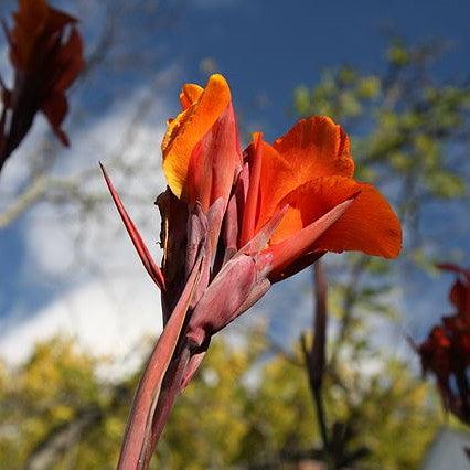Canna x generalis 'Bronze Orange' ~ CANNOVA® Bronze Orange Canna Lily-ServeScape