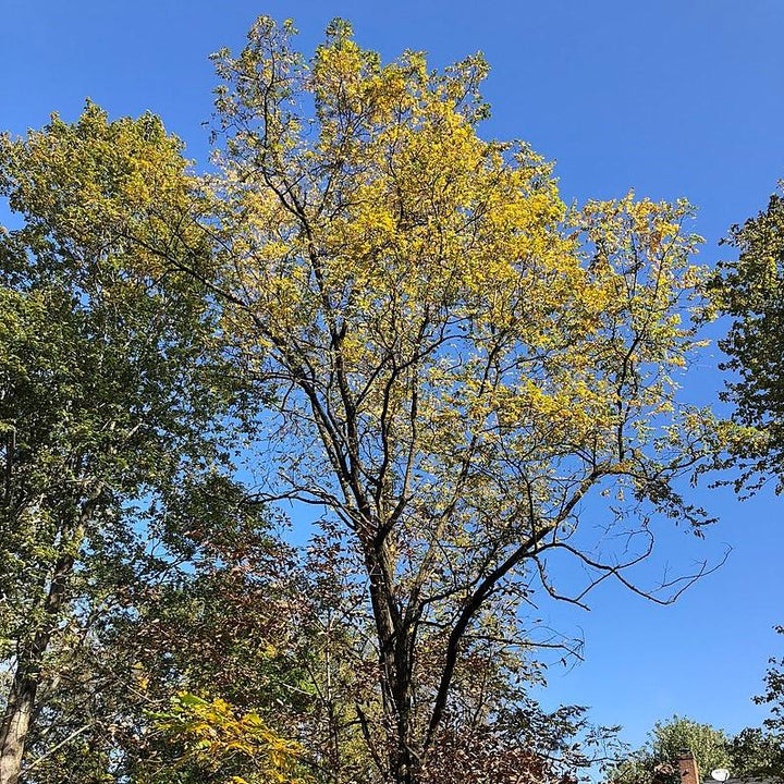 Robinia pseudoacacia~ Black Locust-ServeScape