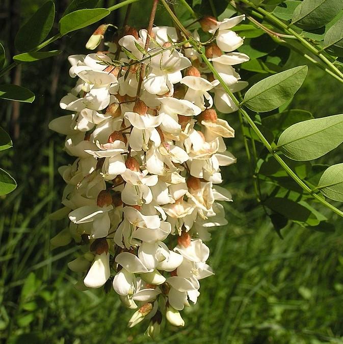 Robinia pseudoacacia~ Black Locust-ServeScape