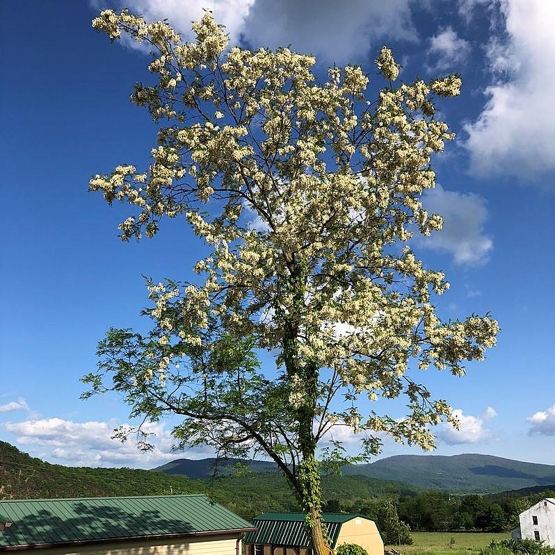 Robinia pseudoacacia~ Black Locust-ServeScape