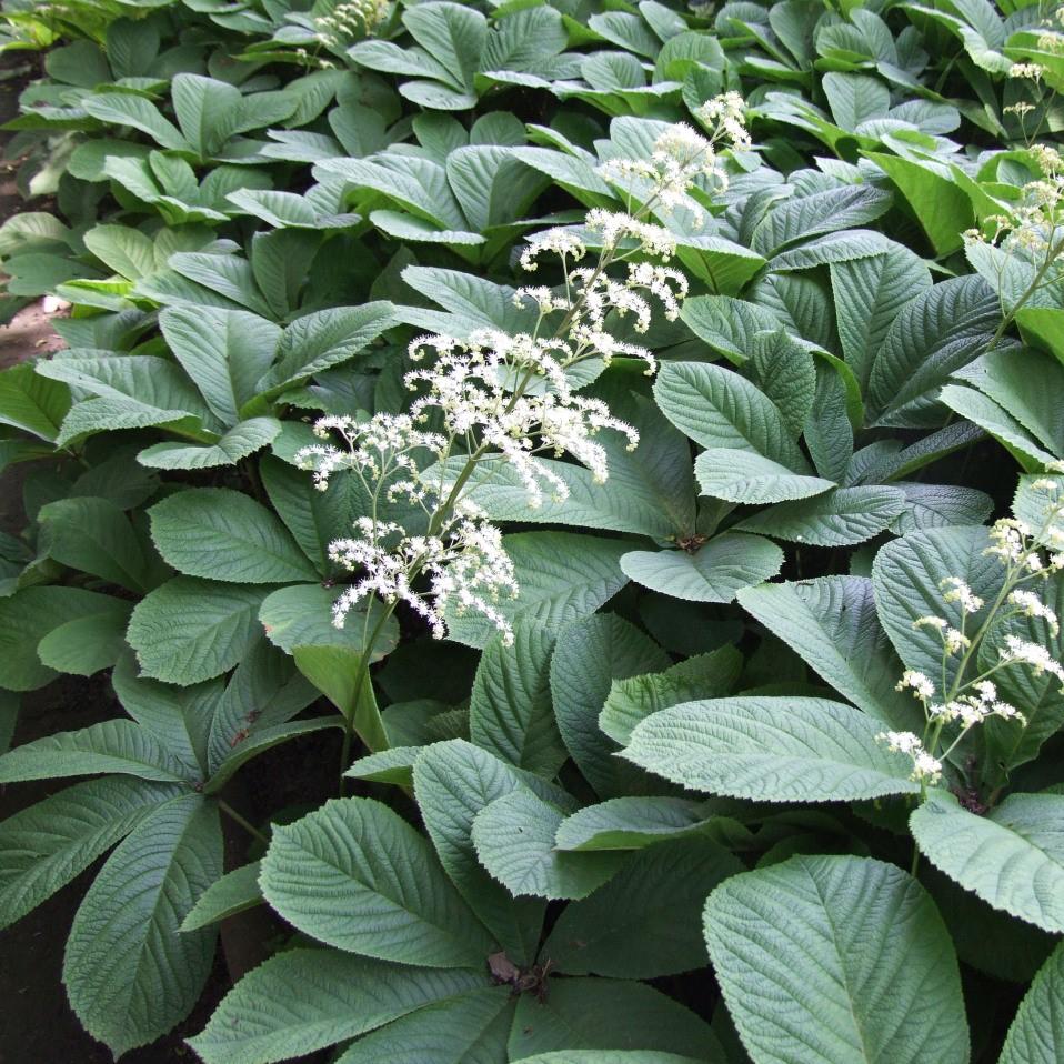 Rodgersia aesculifolia ~ Fingerleaf Rodgersia-ServeScape