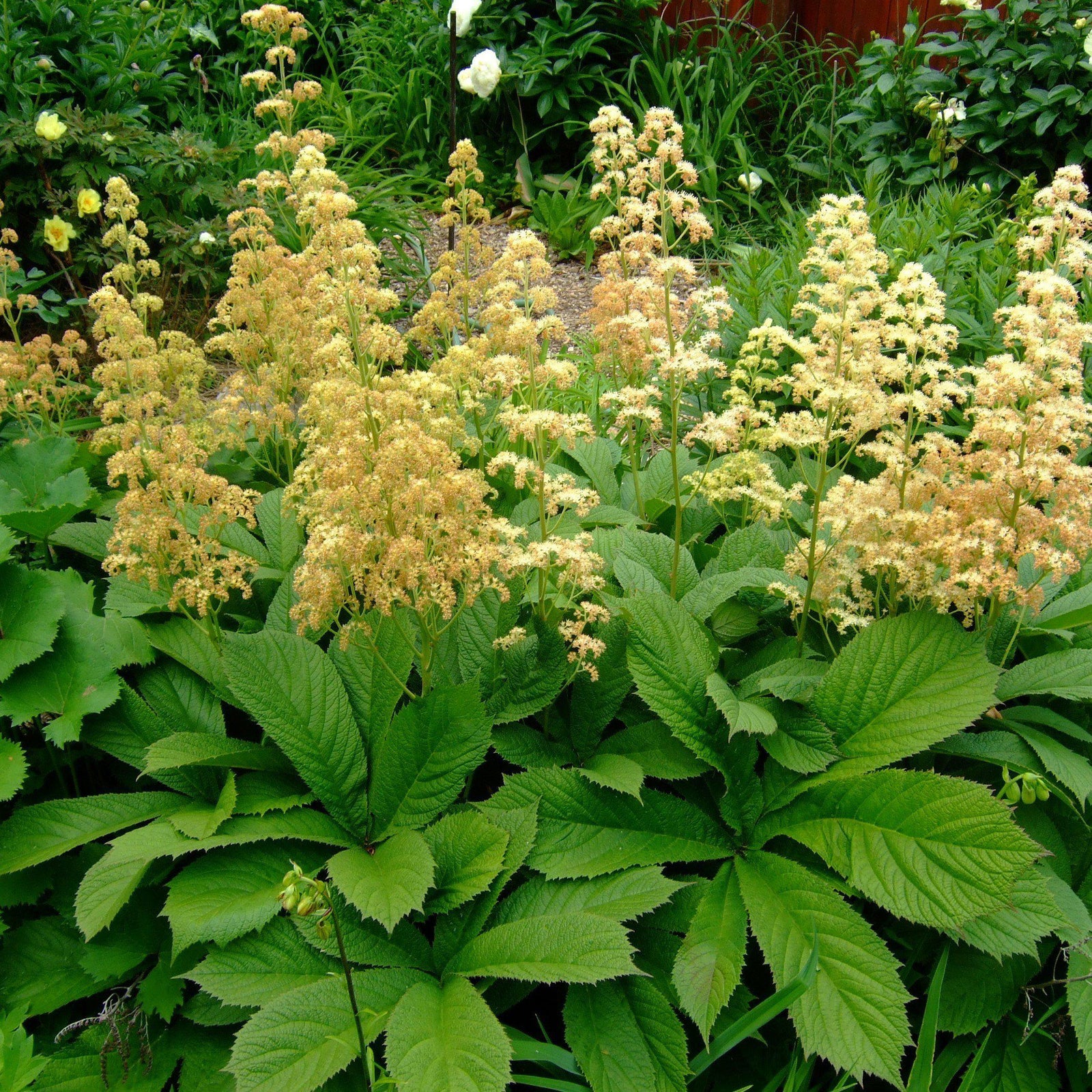 Rodgersia pinnata 'Superba' ~ Superba Fingerleaf Rodgersia-ServeScape