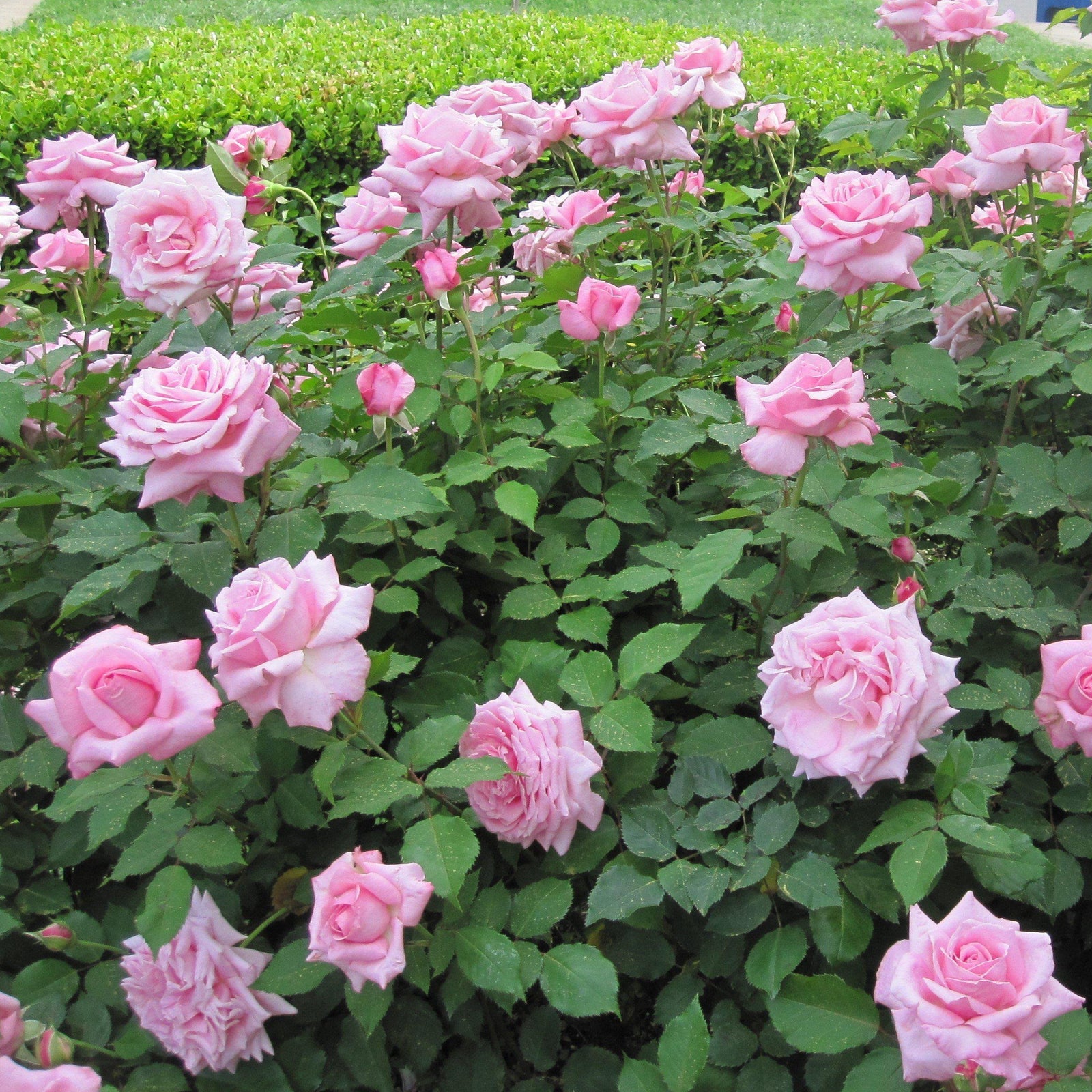 Rosa 'Belinda's Dream' ~ Belinda's Dream Shrub Rose - Delivered By ServeScape