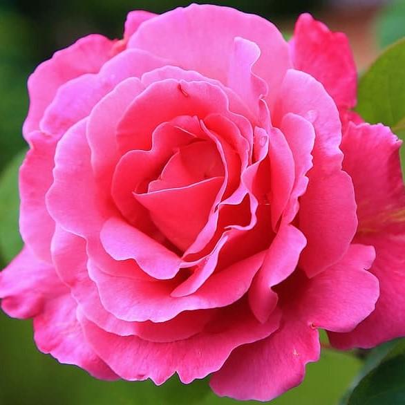 Rosa 'GRAdkpk' PP#28,332' ~ Brindabella™ First Lady™ Rose - Delivered By ServeScape