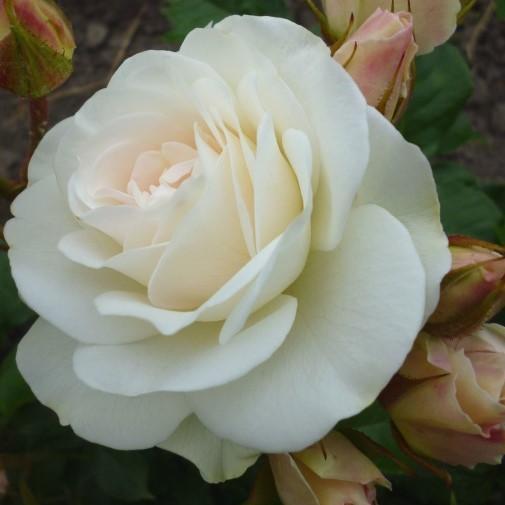 Rosa 'GRAsuper' PP#23,175 ~ Brindabella™ Touch of Pink Rose - Delivered By ServeScape