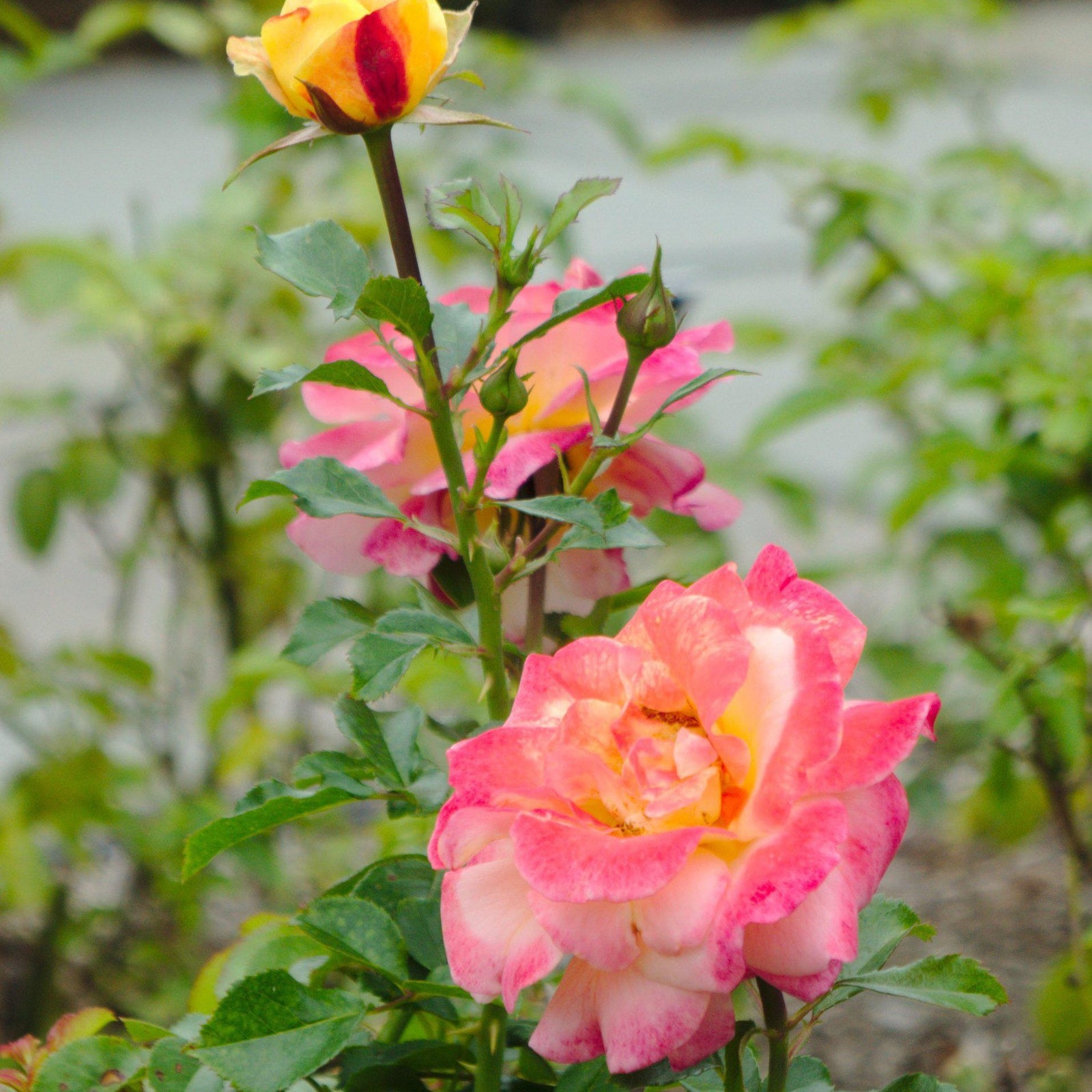 Rosa 'KORfizzlem' PP#24,195 ~ Kolorscape® Lemon Fizz™ Rose - Delivered By ServeScape