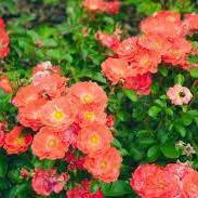 Rosa ‘Meidrifora' PP #19,148 ~ Coral Drift® Rose - Delivered By ServeScape