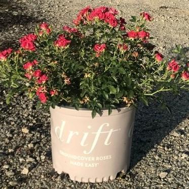 Rosa 'Meigalpio' PP#17,877 ~ Red Drift® Rose - Delivered By ServeScape