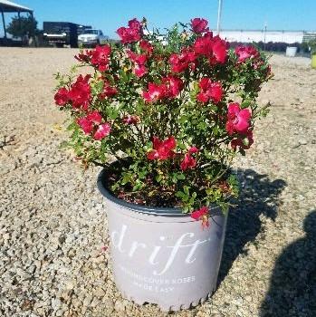 Rosa 'Meigalpio' PP#17,877 ~ Red Drift® Rose-ServeScape