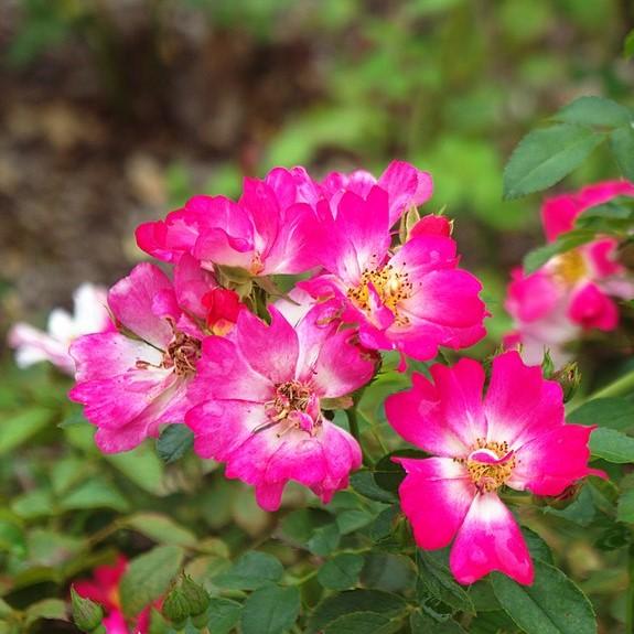 Rosa 'Meijocos' PP#18,874 ~ Pink Drift® Rose-ServeScape