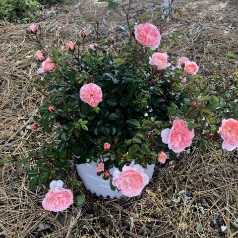 Rosa 'Meimirrot' PP#23,354 ~ Apricot Drift® Rose-ServeScape