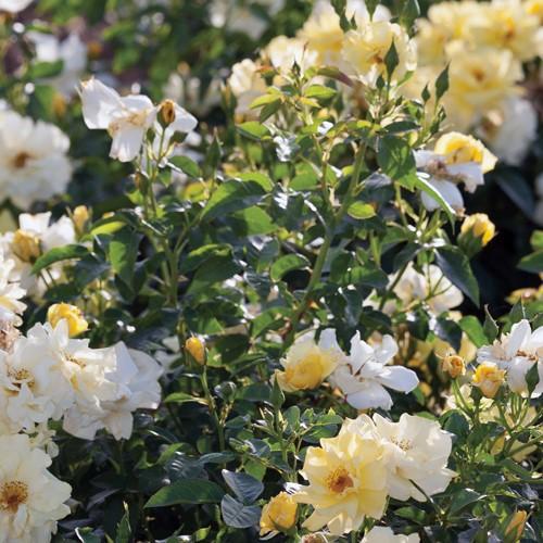Rosa ‘Meisentmil' PP 20,635 ~ Lemon Drift® Rose-ServeScape