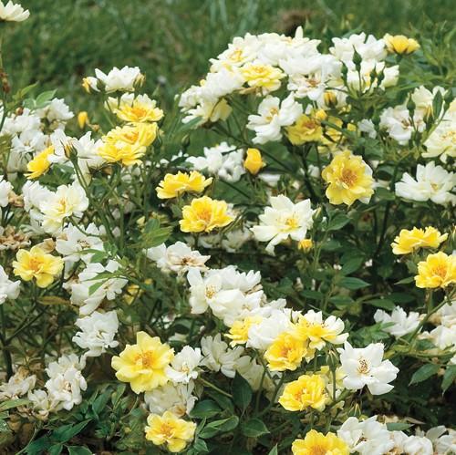 Rosa ‘Meisentmil' PP 20,635 ~ Lemon Drift® Rose-ServeScape