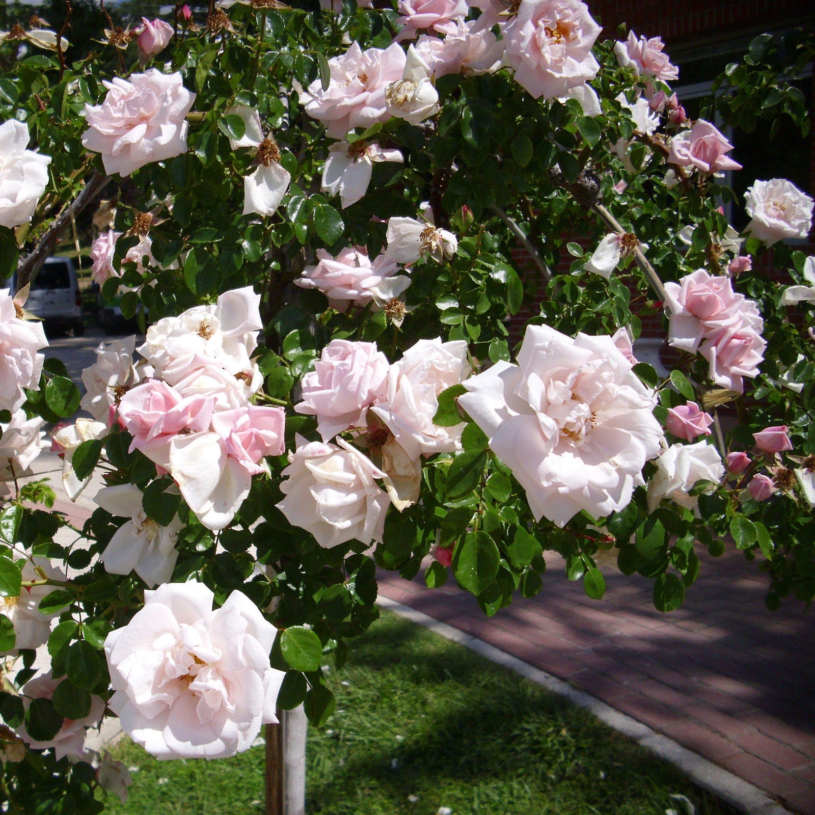Rosa 'New Dawn' ~ New Dawn Rose - Delivered By ServeScape