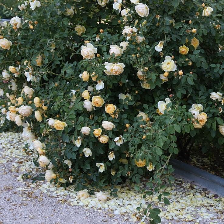 Rosa 'Novarospop' PP#24,773 ~ Popcorn Drift® Rose-ServeScape