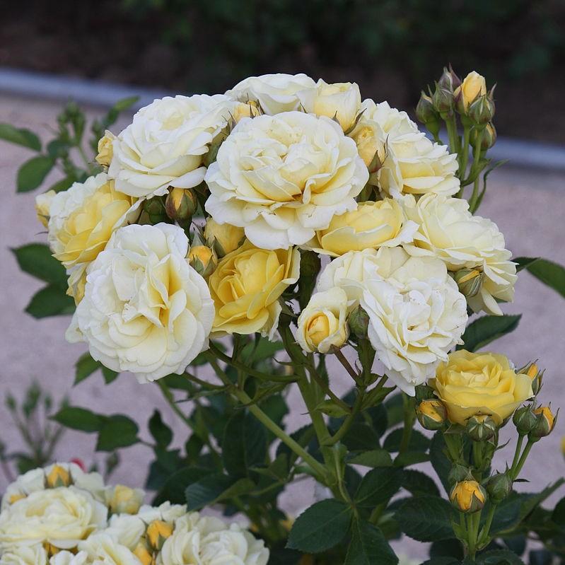 Rosa 'Novarospop' PP#24,773 ~ Popcorn Drift® Rose - Delivered By ServeScape