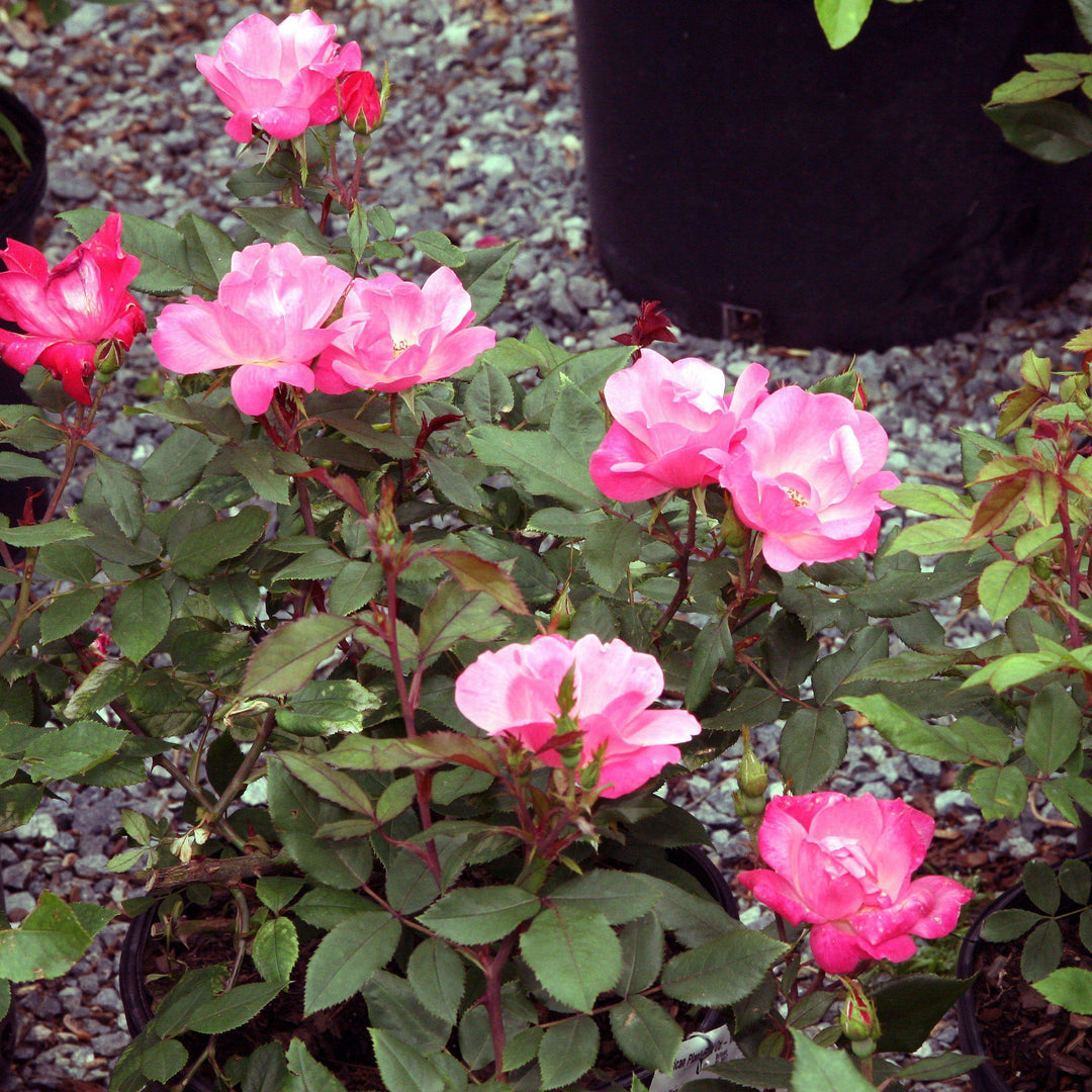 Rosa ‘Radcon’ PP#15,070 ~ Pink Knock Out® Rose-ServeScape