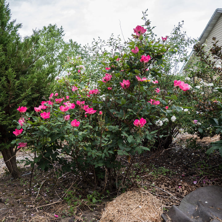 Rosa ‘Radcon’ PP#15,070 ~ Pink Knock Out® Rose-ServeScape